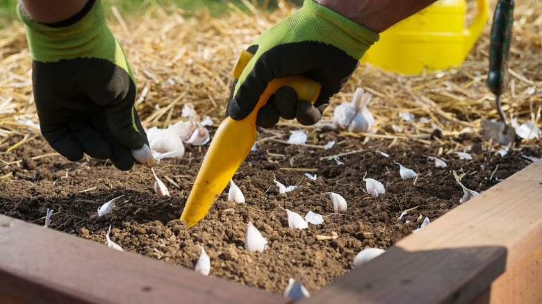Using a garden dibber in a raised bed