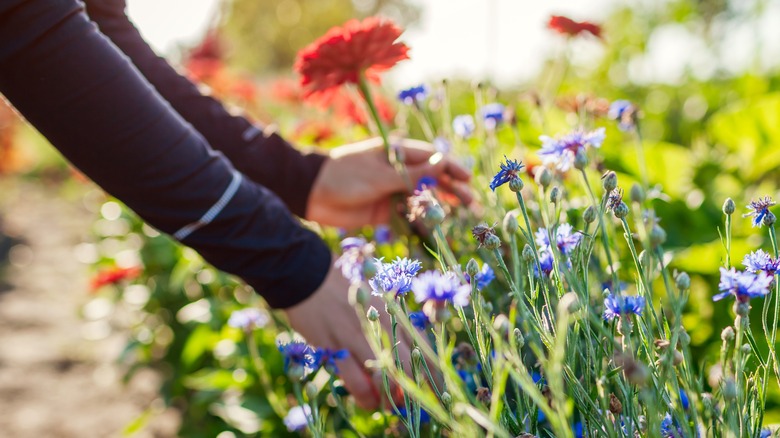 Person tending to a garden