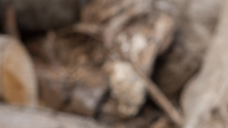 Gloved hands splitting wood with a bill hook