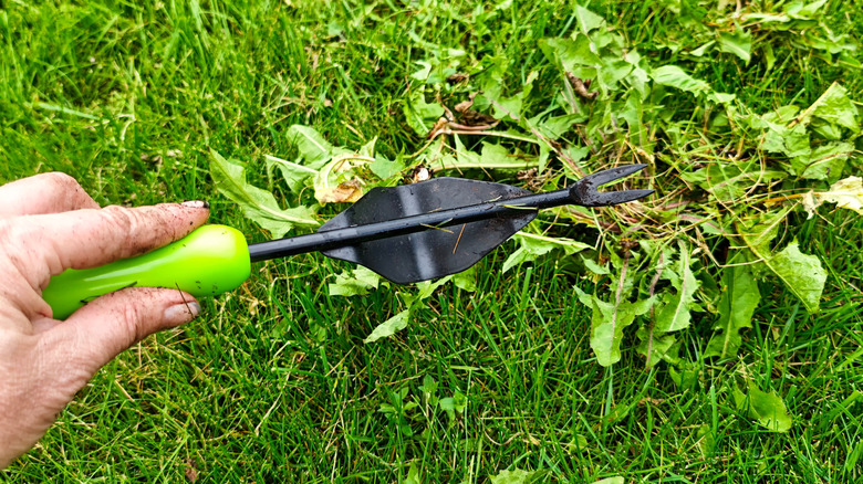 Close-up of hands weeding a lawn with a daisy grubber