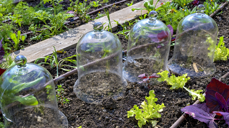 Victorian-style bell-shaped glass cloches in a garden