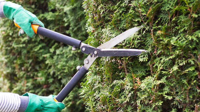 A gardener trimming a hedge with handheld hedge shears