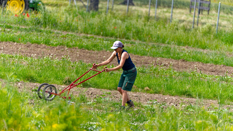 Woman using a wheel hoe