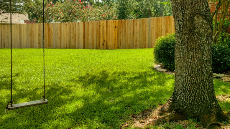 tree provideing shade in the garden