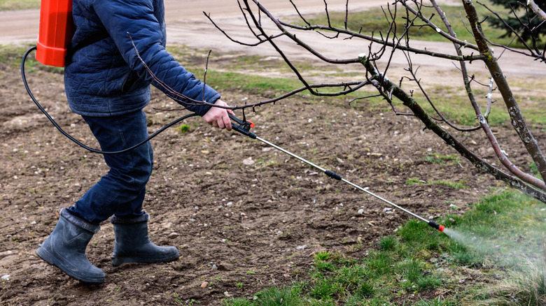 Person spraying trees with battery-powered backpack sprayer