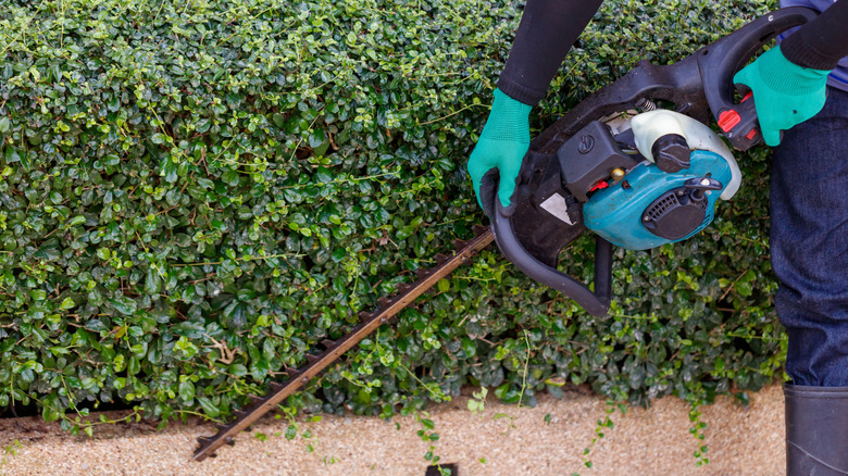 A man wearing green gloves trimming hedges with a hedge trimmer