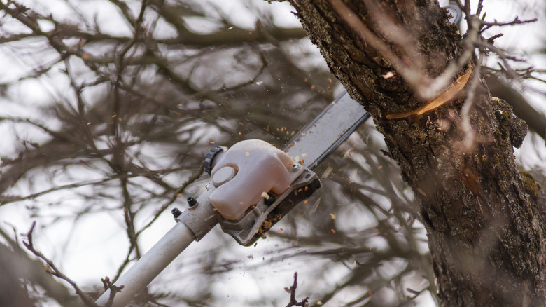 Pole saw cutting through a thick tree branch