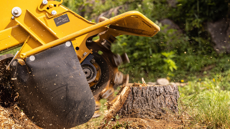 Stump grinder cutting down a stump