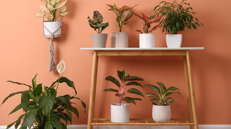 coral wall with plants