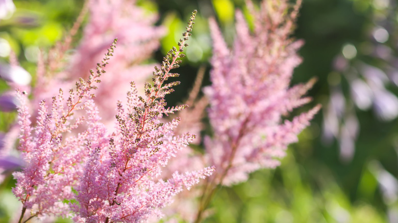 Pink astilbe flowers