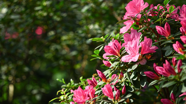 Close up of azaleas