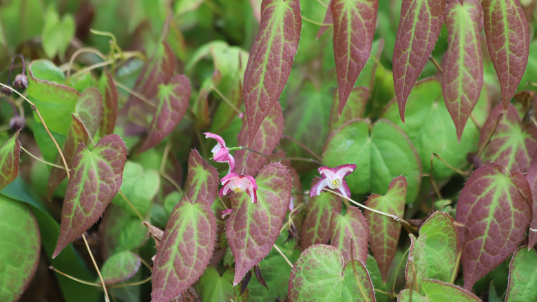 Barrenwort close up