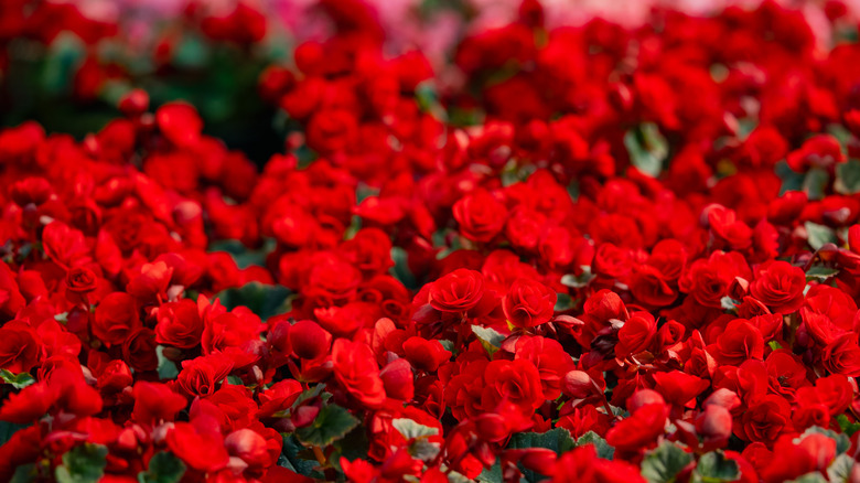 Red begonias