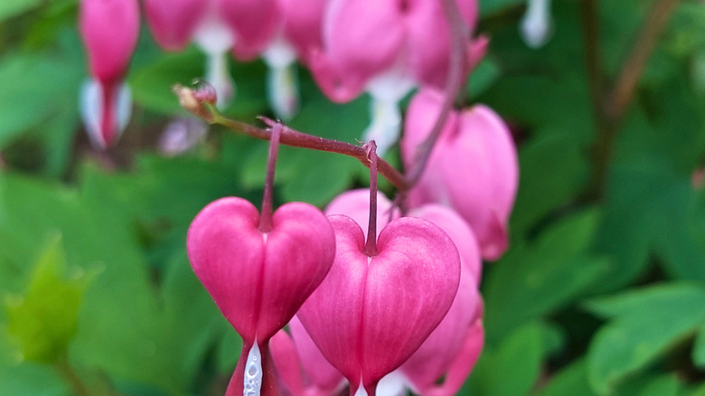 Close up of bleeding heart