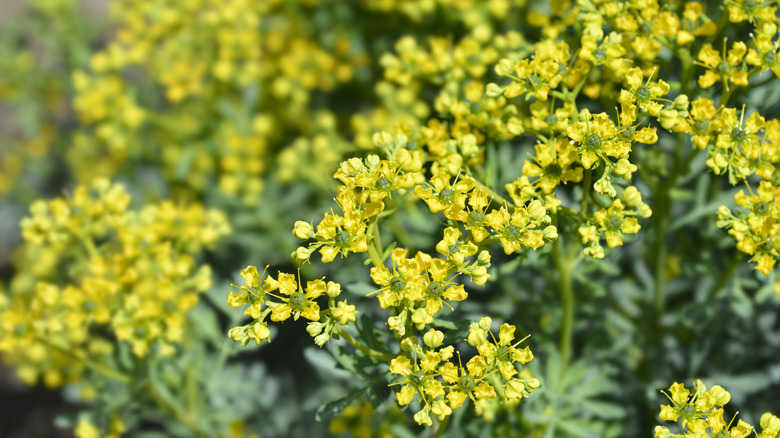 close up of the common rue flower