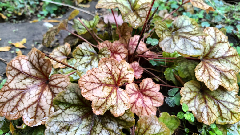 variegated coral bells
