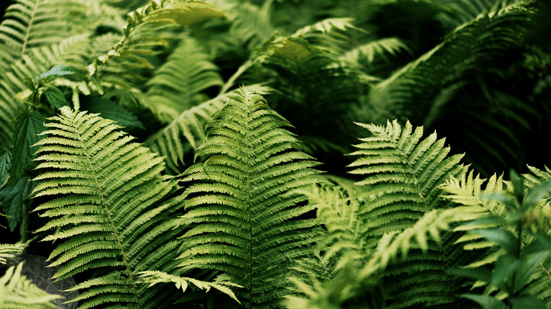 Close up of ferns