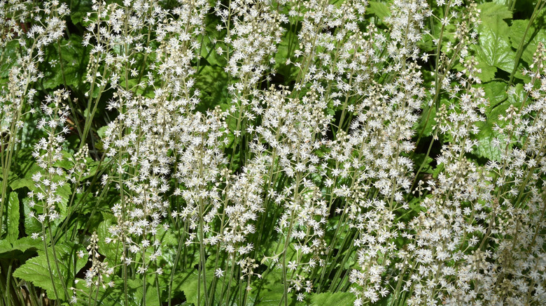 colony of foamflowers