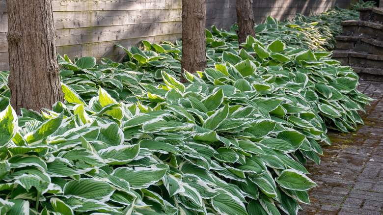 Garden bed filled with hosta