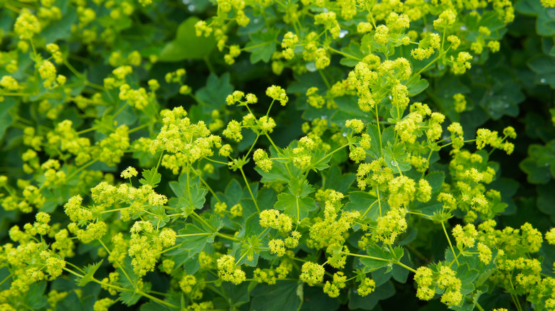 Lady's Mantle in bloom