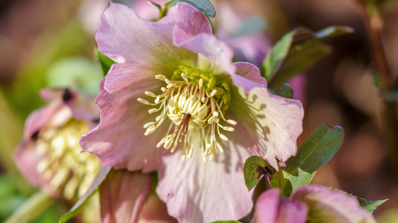 close up of the Lenten Rose bloom