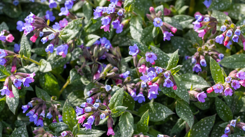 close up of lungwort