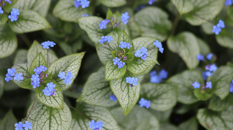close up of Siberian Bugloss in bloom