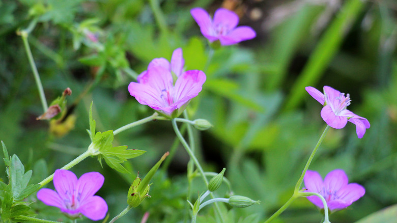 Wild Geranium in bloom
