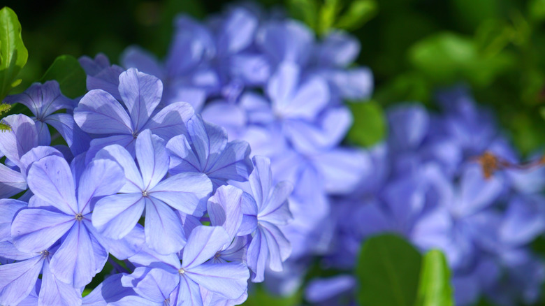 Close up of woodland woodland phlox