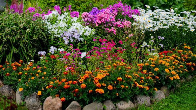 perennial garden flowers