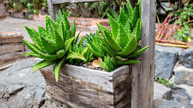 Aloe vera plants in a wooden planter with gravel