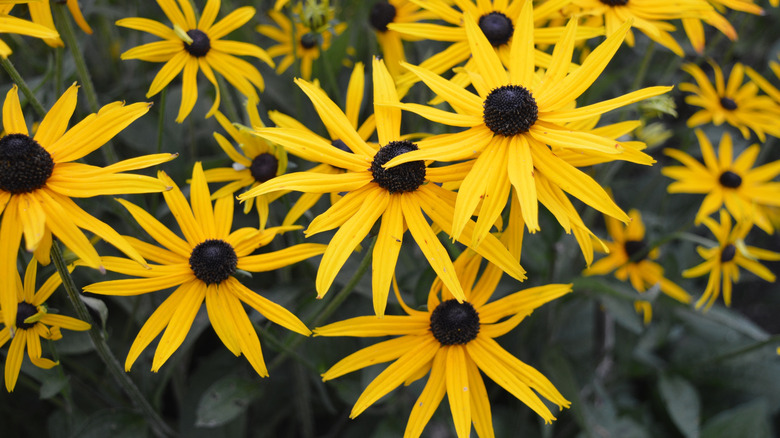 Bright yellow black-eyed Susans in bloom with dark brown centers