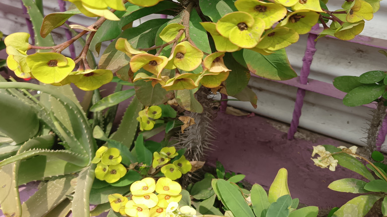 Bright yellow creeping spurge flowers in bloom