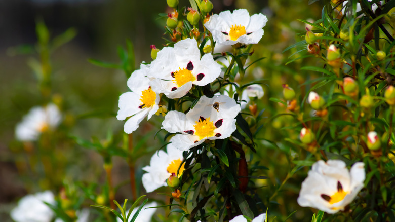 White crimson-spot rockrose flowers on a plant with closed buds