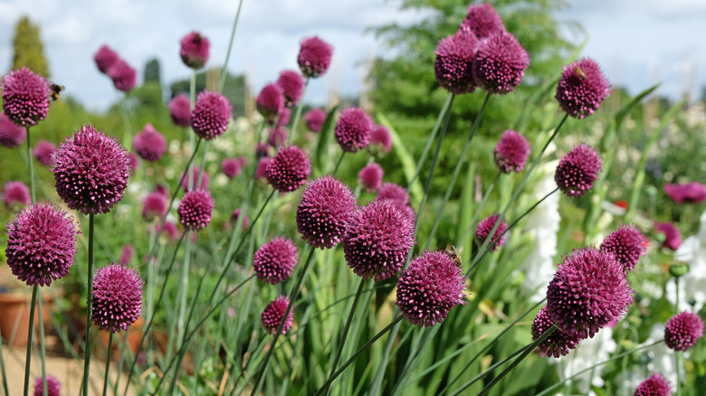 Purple Allium sphaerocephalon flowers in the sunshine