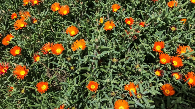 Bright orange and yellow ice plants with green stems and leaves