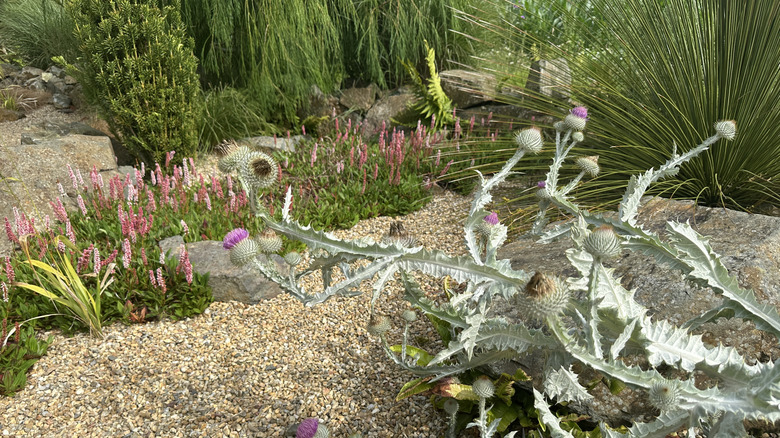 Garden with a variety of plants in gravel and stone
