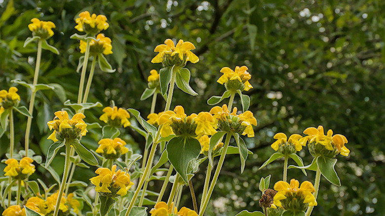 Yellow Phlomis fruticosa flowers in bloom with blurred greenery in the background