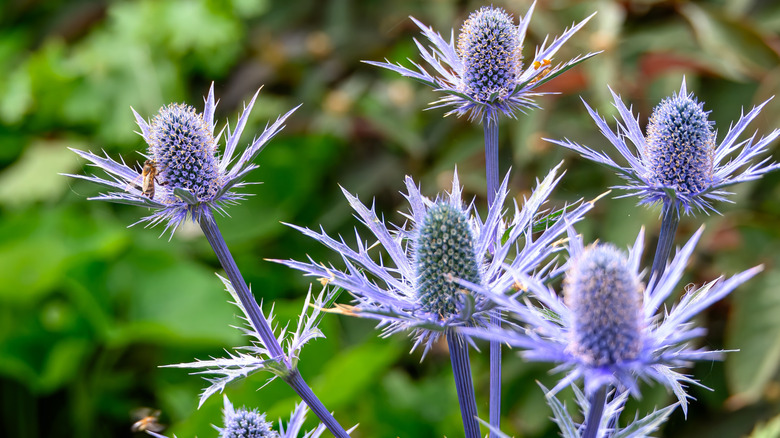 Purple Sea holly flower heads, with a bee on one of the blooms