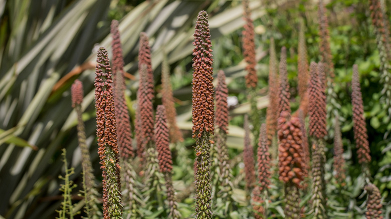 Digitalis parviflora in bloom in the garden with other foliage in the background