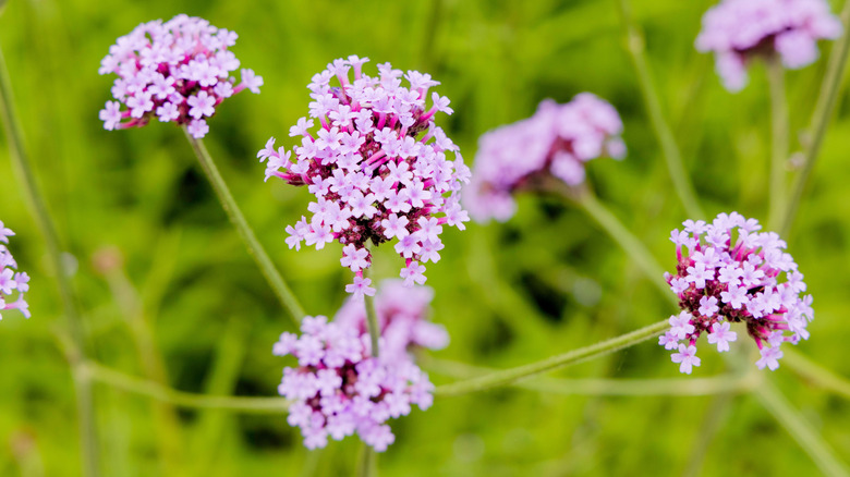 Tall verbena in bloom with blurred greenery in the background