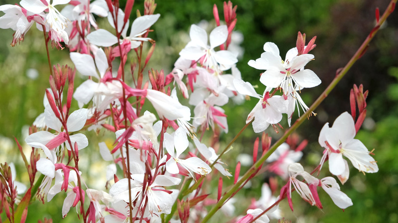 White gaura's white and pink flowers with greenery in the background, blurred