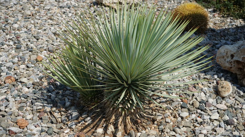 Yucca rostrata's spiky leaves in a gravel garden