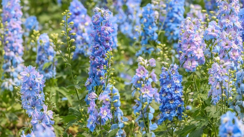 A mass planting of purple-colored larkspur