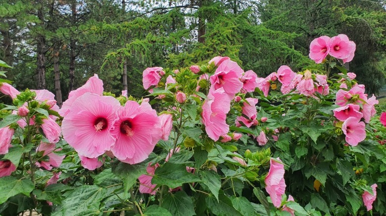 A large pink swamp mallow
