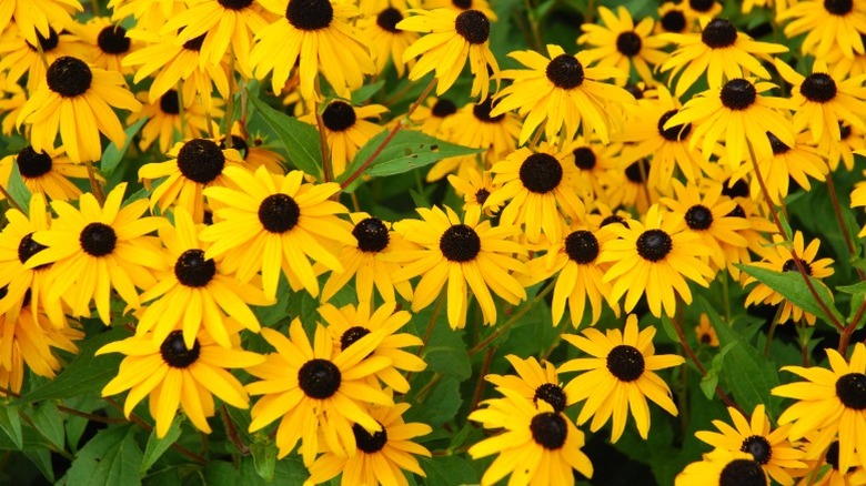 Cheerful closeup of black eyed susans