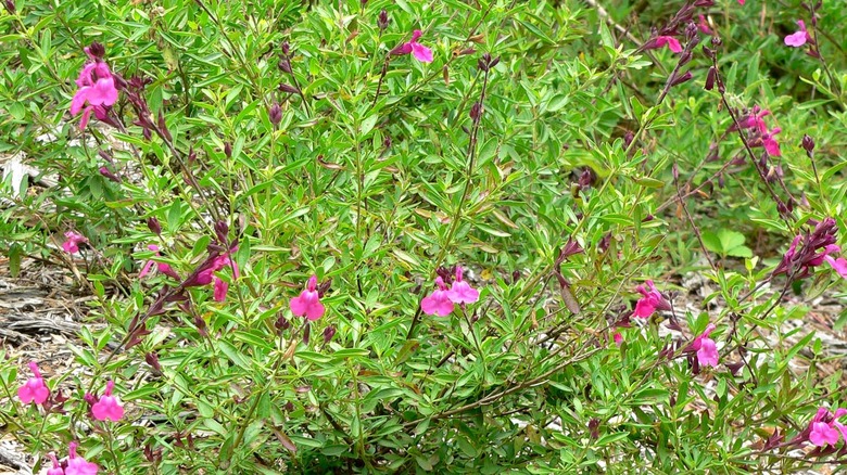 A woody sage type with pink flowers