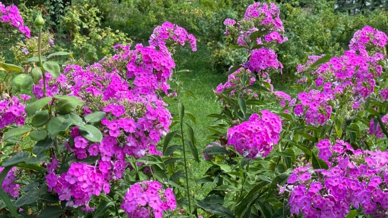 A full garden bed of tall phlox