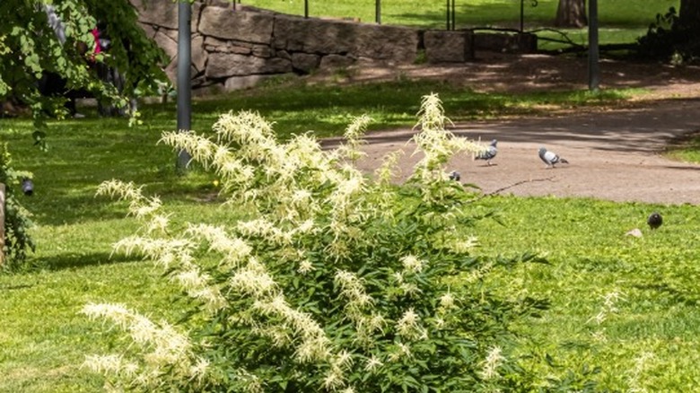 A large goatsbeard plant in bloom