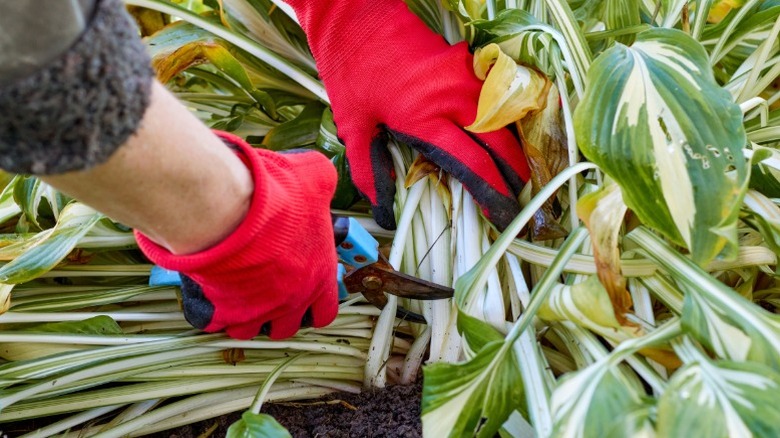 Pruning a large hosta in fall